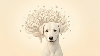 Recognizing the Signs of Canine Cognitive Dysfunction in Your Dog