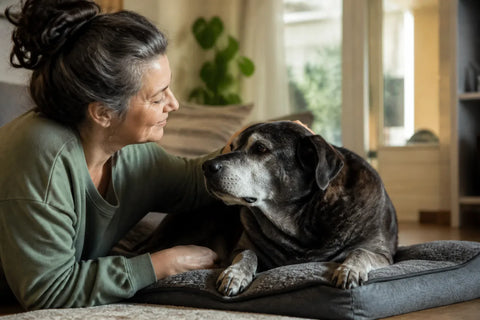 Senior dog and owner at home illustrating Carnivora Supplement for Dogs: A Practical Comparison