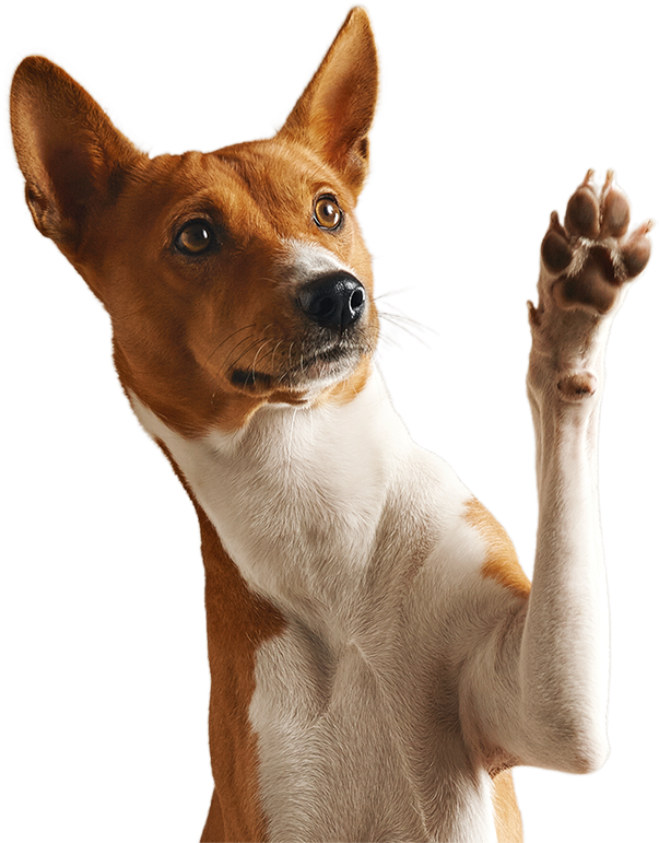 dog-raise-hand