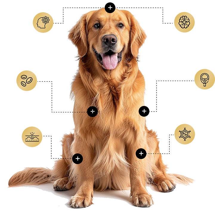 dog2