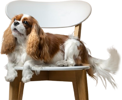 puppy-on-chair