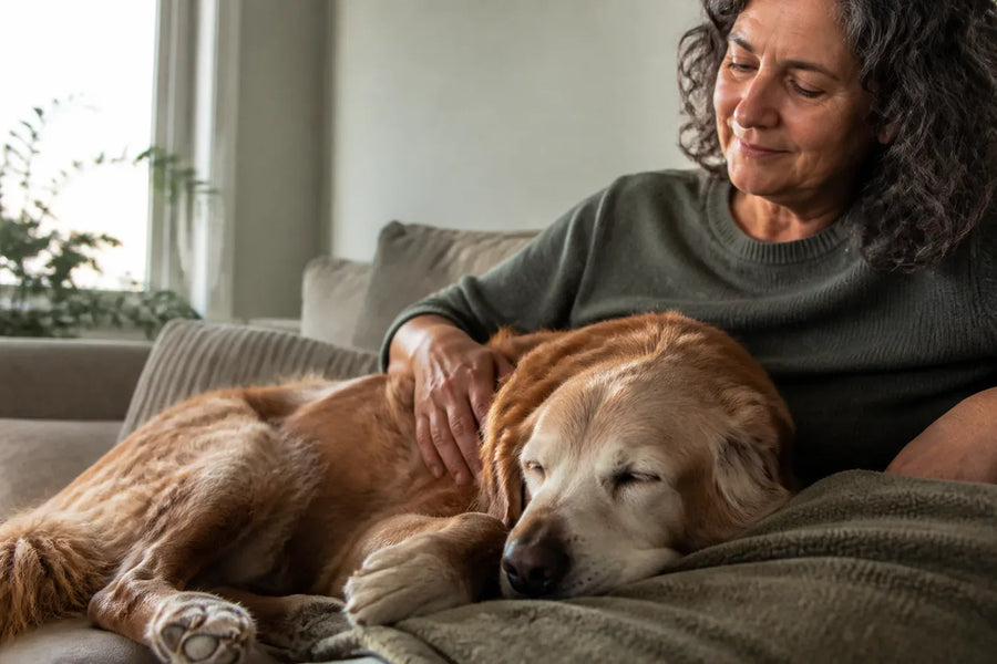 Senior dog and owner at home illustrating Calming Music for Dogs: A Practical Comparison