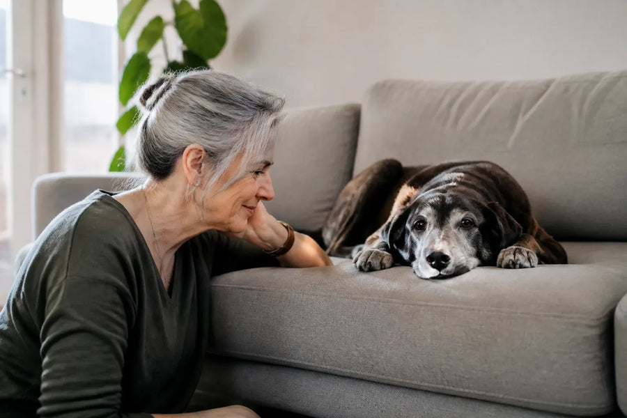 Senior dog and owner at home illustrating Herbsmith Senior Dog Wisdom Dog Dementia Supplement