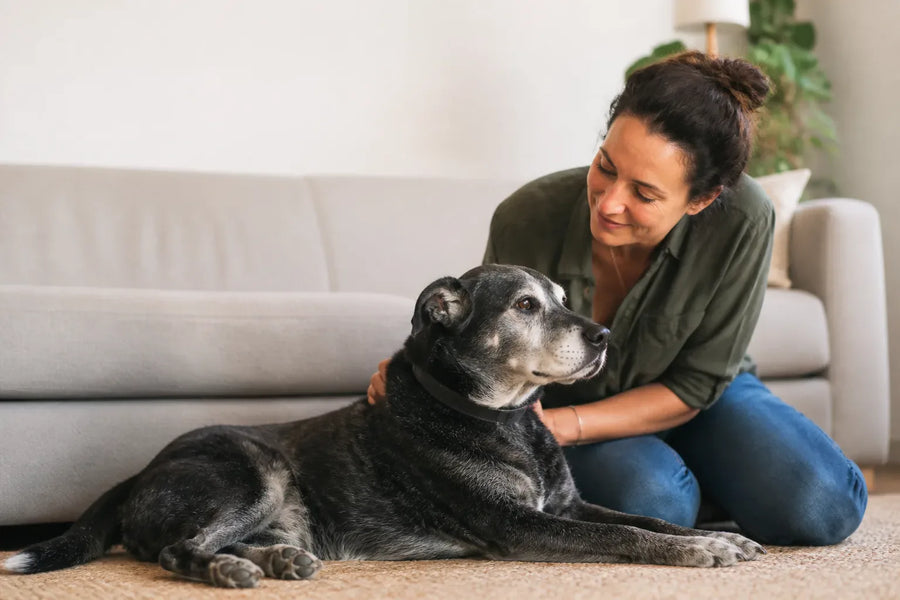 Senior dog and owner at home illustrating adaptil calming collar for dogs