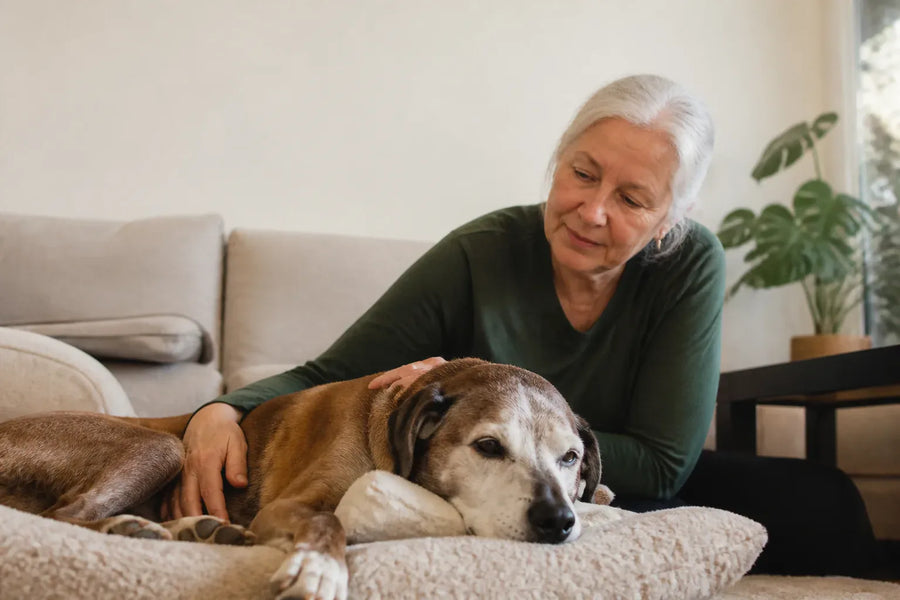 Senior dog and owner at home illustrating dog dementia when to put down
