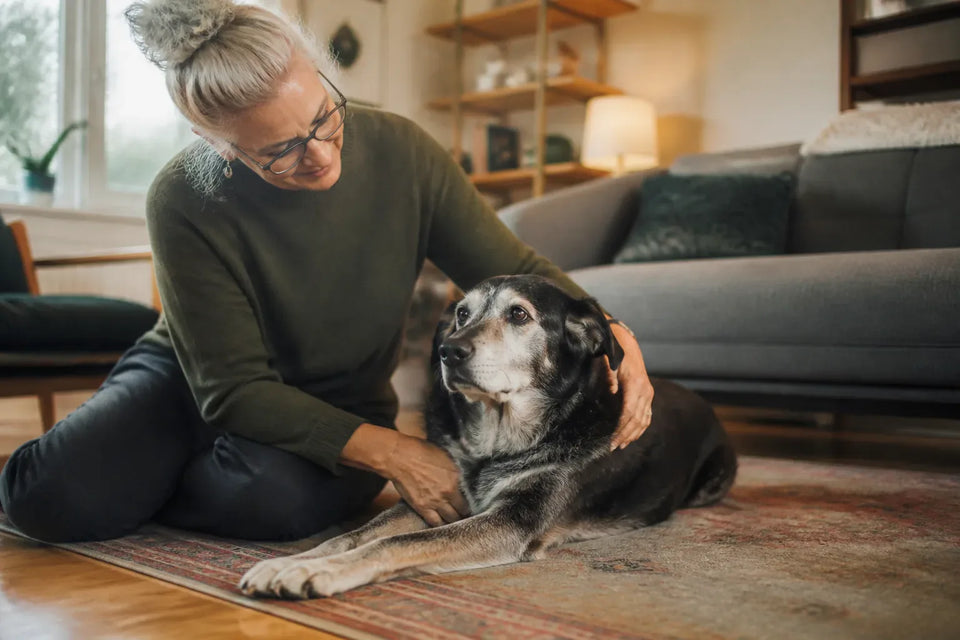 Senior dog and owner at home illustrating calming cap for dogs
