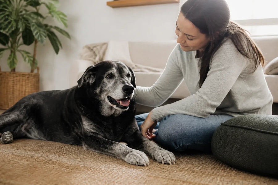 Senior dog and owner at home illustrating hemp calming chews for dogs