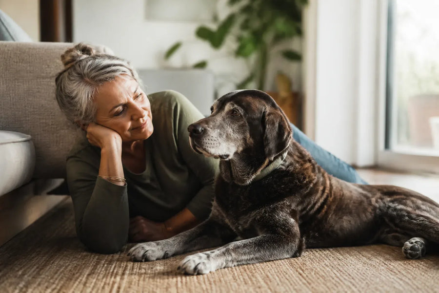 Senior dog and owner at home illustrating calming collar for dogs