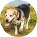 Charlie's pet