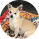 files/flaco.png
