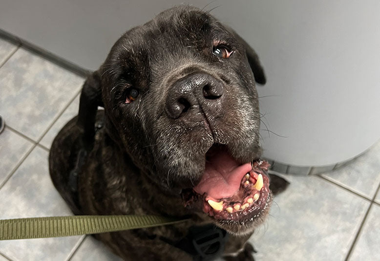 Brutus