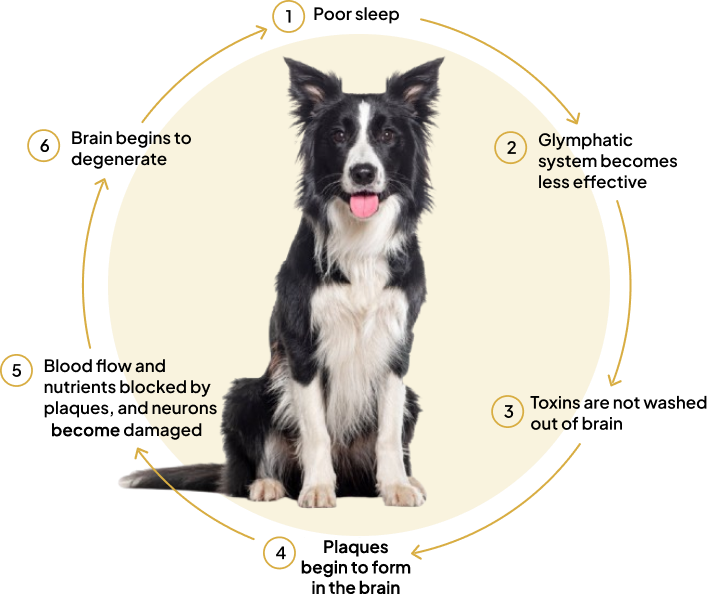 Dog Image