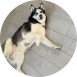 files/rocco.png