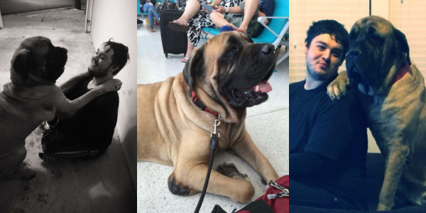 Baby the English Mastiff collage